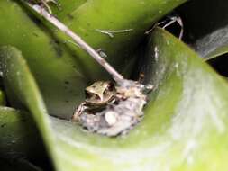 Image of Riobamba Marsupial Frog