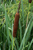 Image of broadleaf cattail