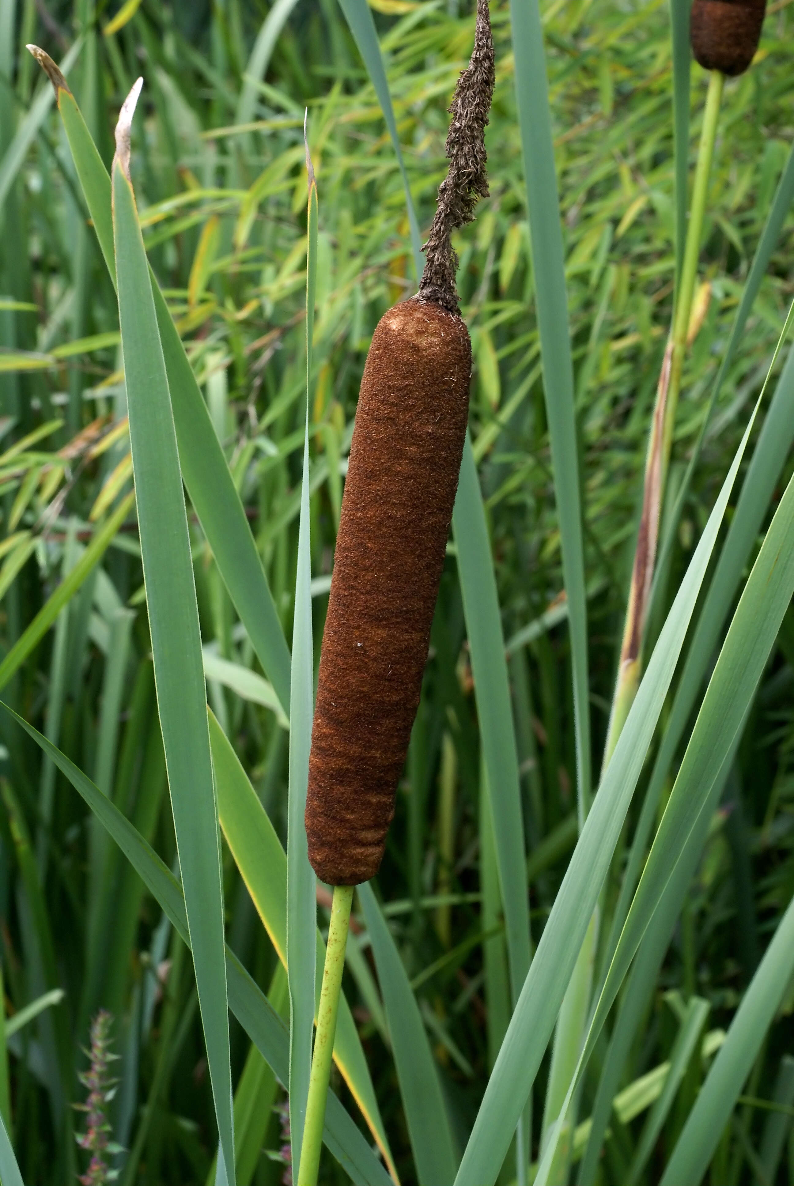 Image of broadleaf cattail