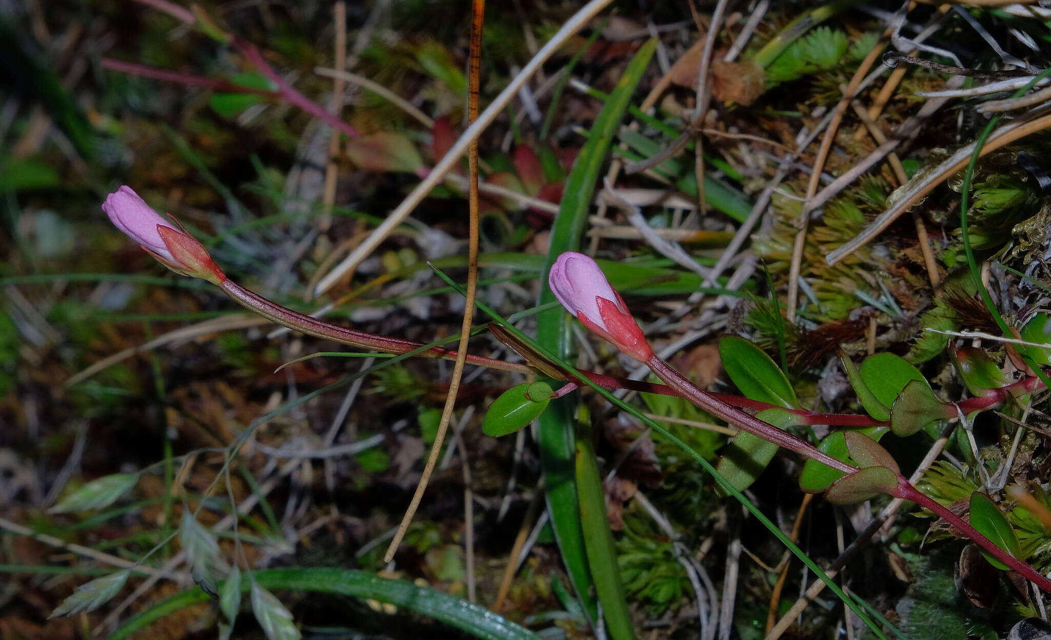 Image of Epilobium alsinoides subsp. atriplicifolium (A. Cunn.) Raven & Engelhorn