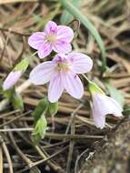 Image of western springbeauty