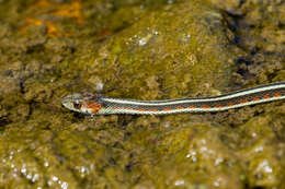 Image of Thamnophis sirtalis infernalis (Blainville 1835)