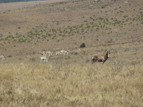 Image of Blesbok