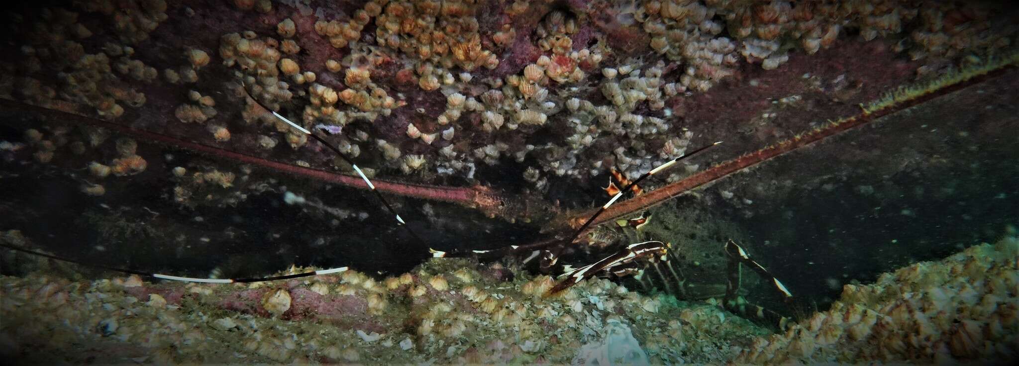 Image of Chinese spiny lobster