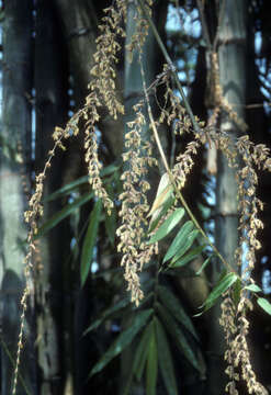 Sivun Dendrocalamus giganteus Munro kuva