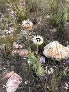 Plancia ëd Syncarpha variegata (Berg.) B. Nord.