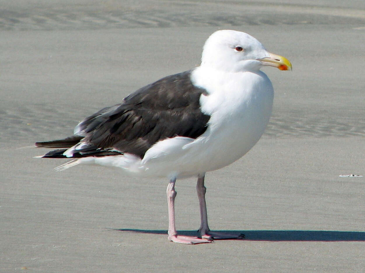 Image of Great Black-backed Gull