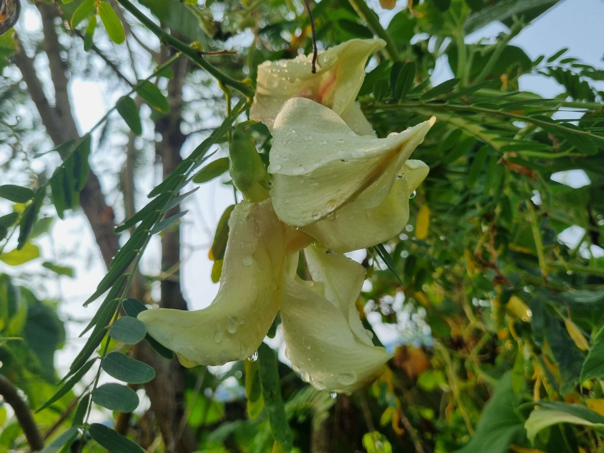Слика од Sesbania grandiflora (L.) Pers.