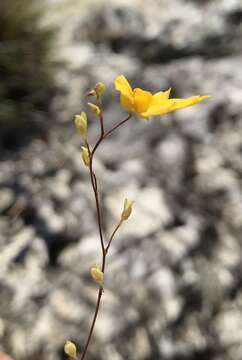 Sivun Utricularia nervosa G. Weber ex Benj. kuva