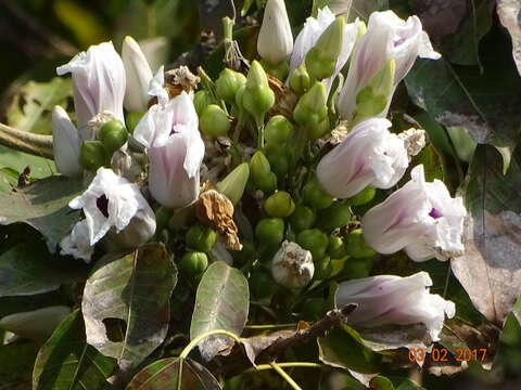 Imagem de Ipomoea campanulata L.