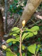 Erythroxylum coffeifolium Baill.的圖片