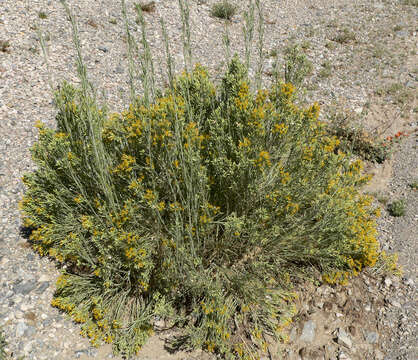 Image of Nevada broomsage