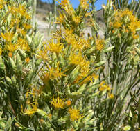 Image of Nevada broomsage