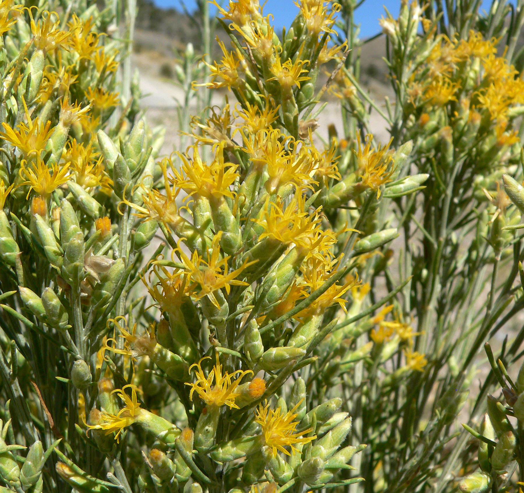 Image of Nevada broomsage