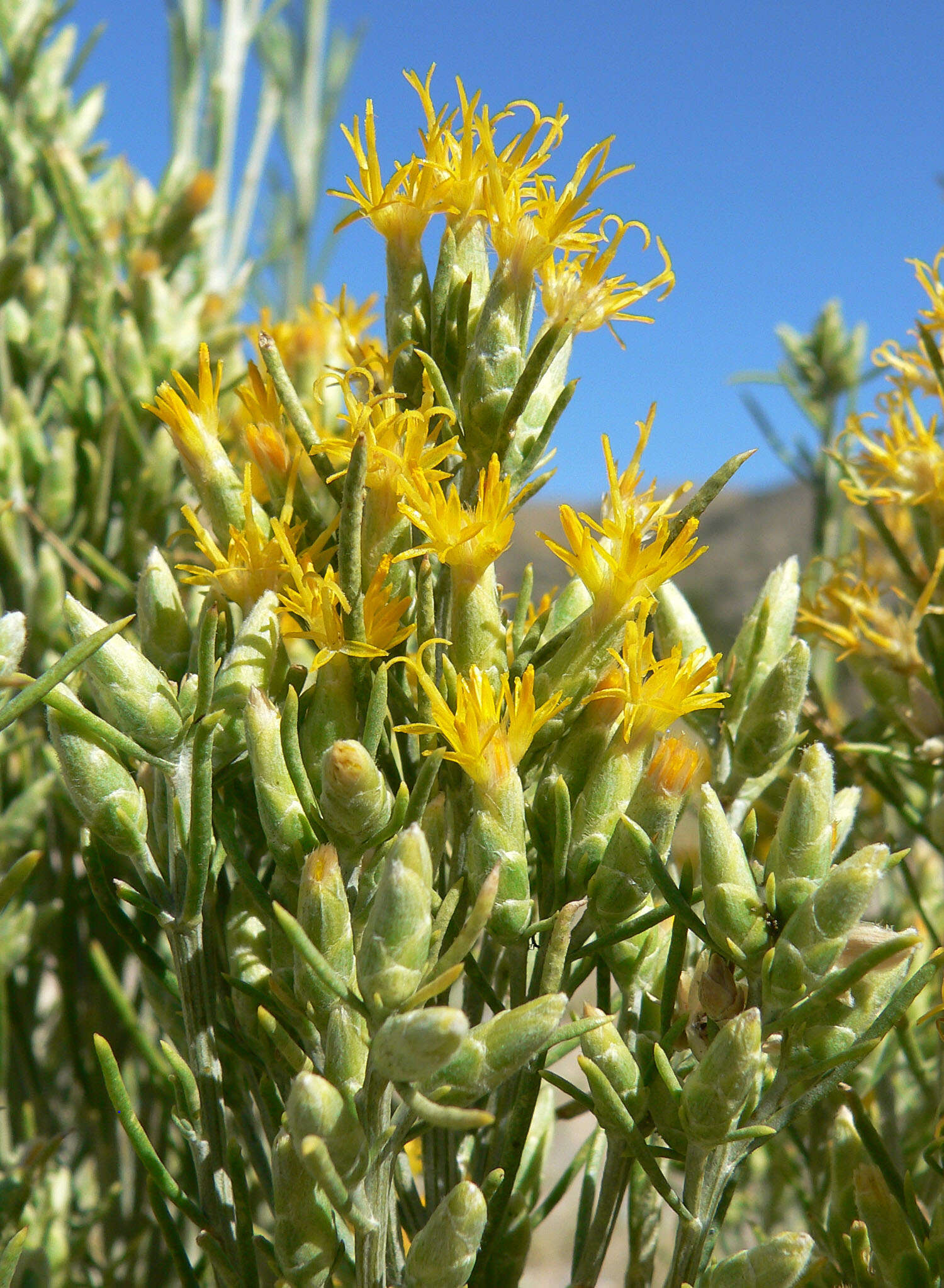 Image of Nevada broomsage