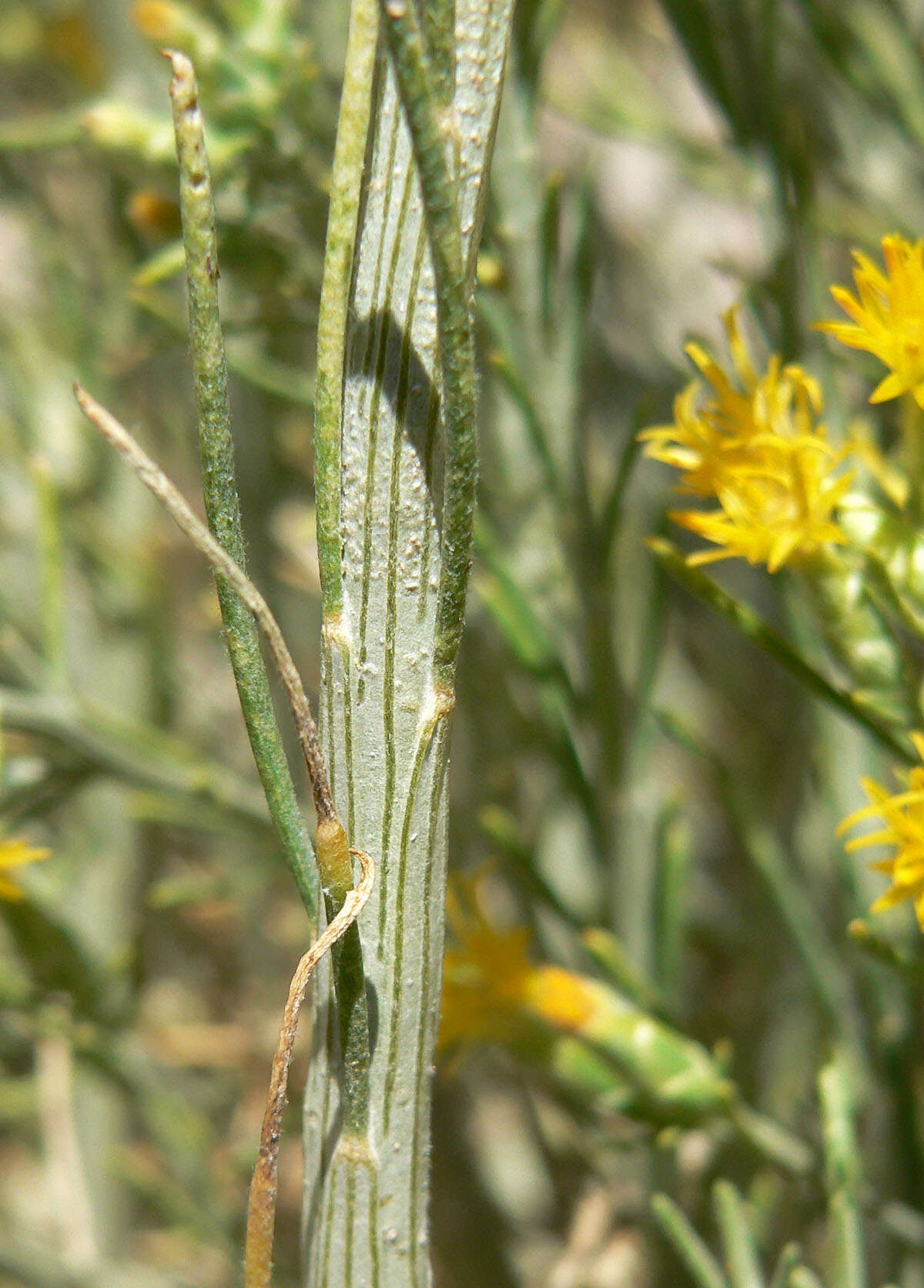 Image of Nevada broomsage