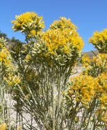 Image of Nevada broomsage