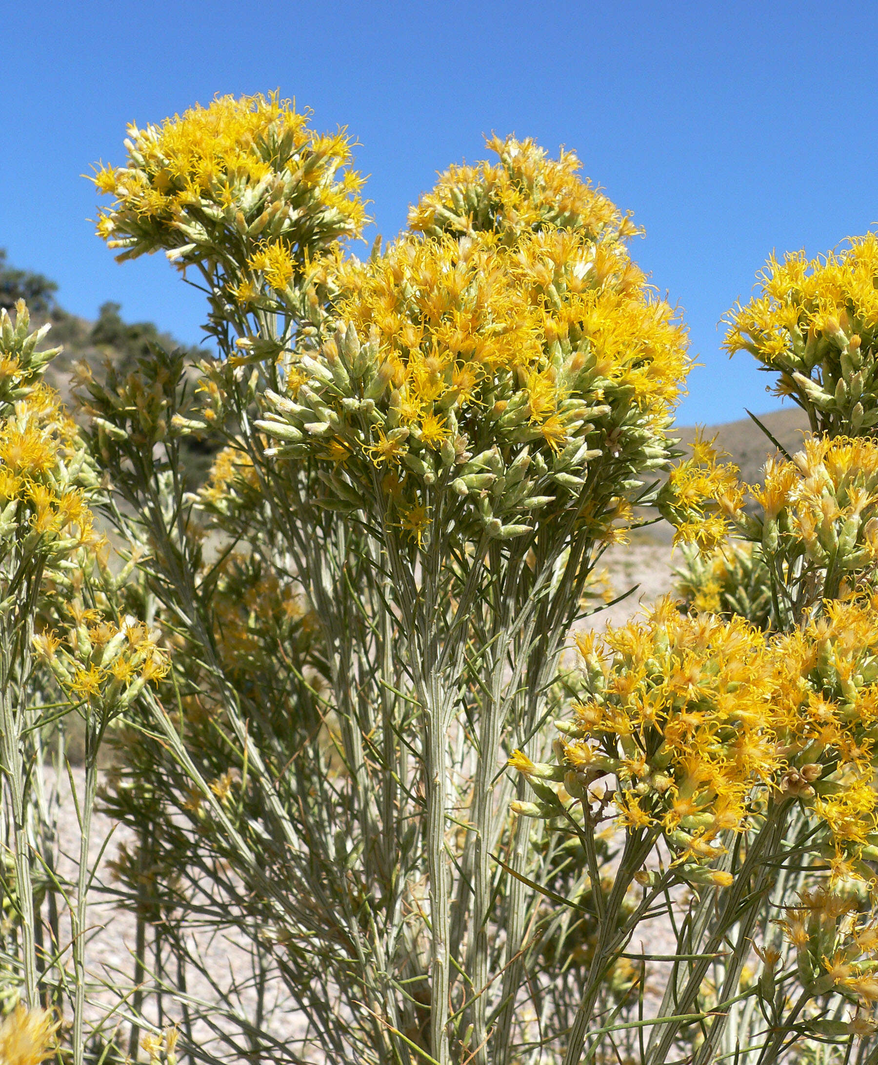 Image of Nevada broomsage