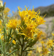 Image of Nevada broomsage