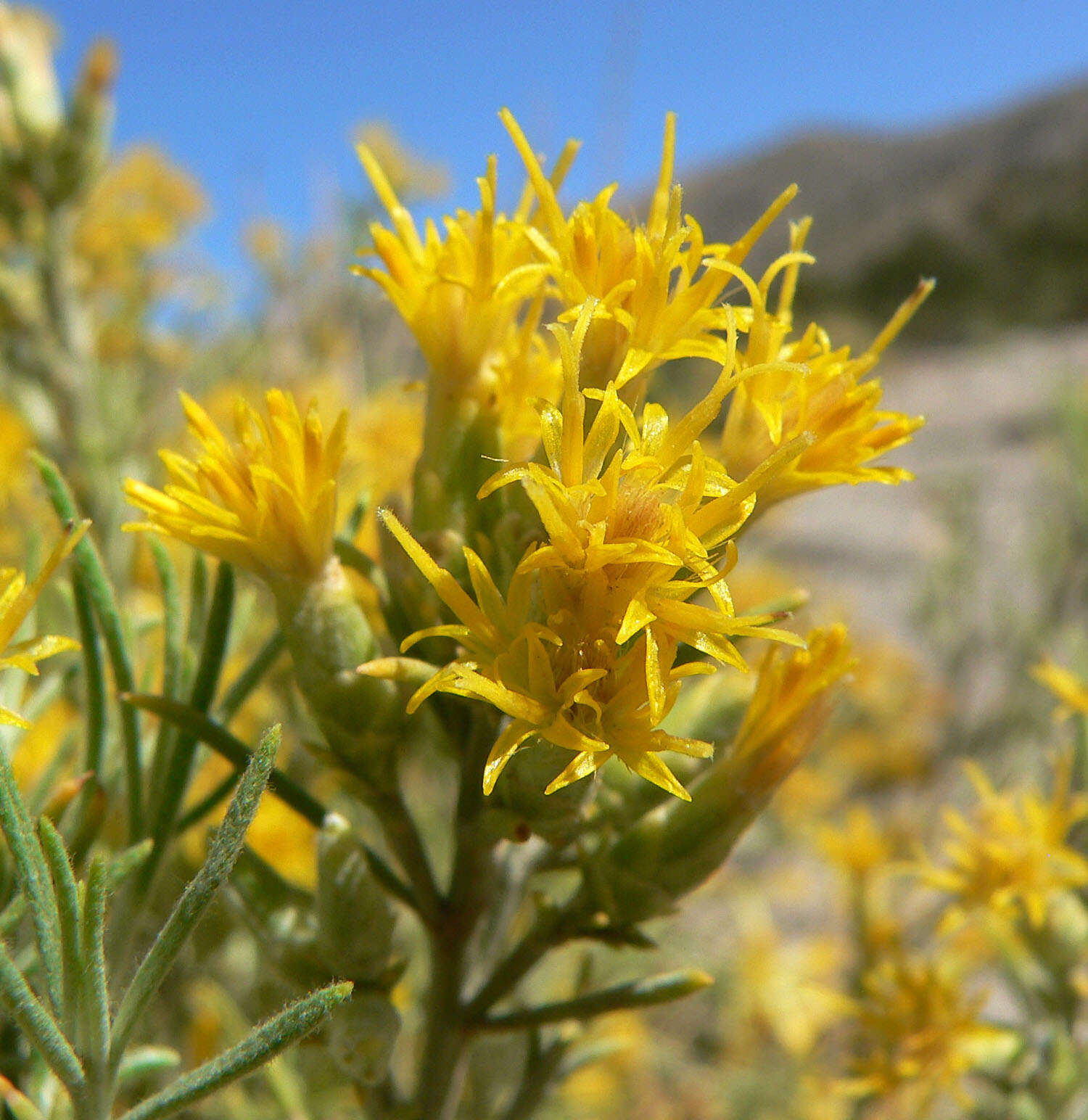 Image of Nevada broomsage