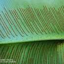 Image of wild birdnest fern