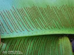 Image of wild birdnest fern