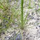 Liatris tenuifolia Nutt. resmi