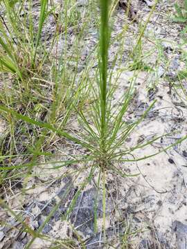 Image de Liatris tenuifolia Nutt.