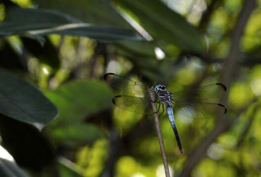 Image of Gray-waisted Skimmer