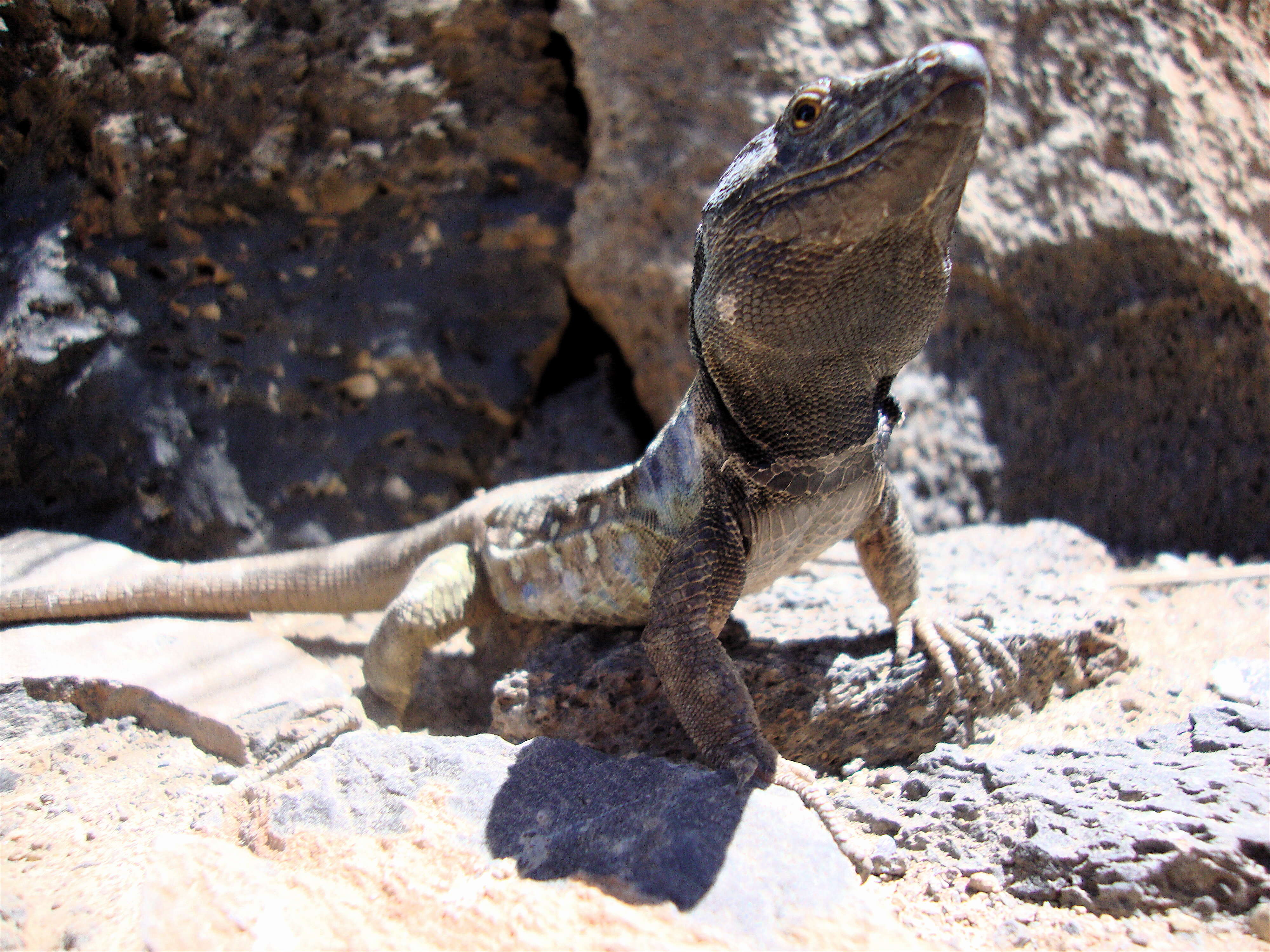 Image of Tenerife Lizard