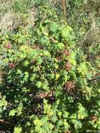 Image of gooseberry currant