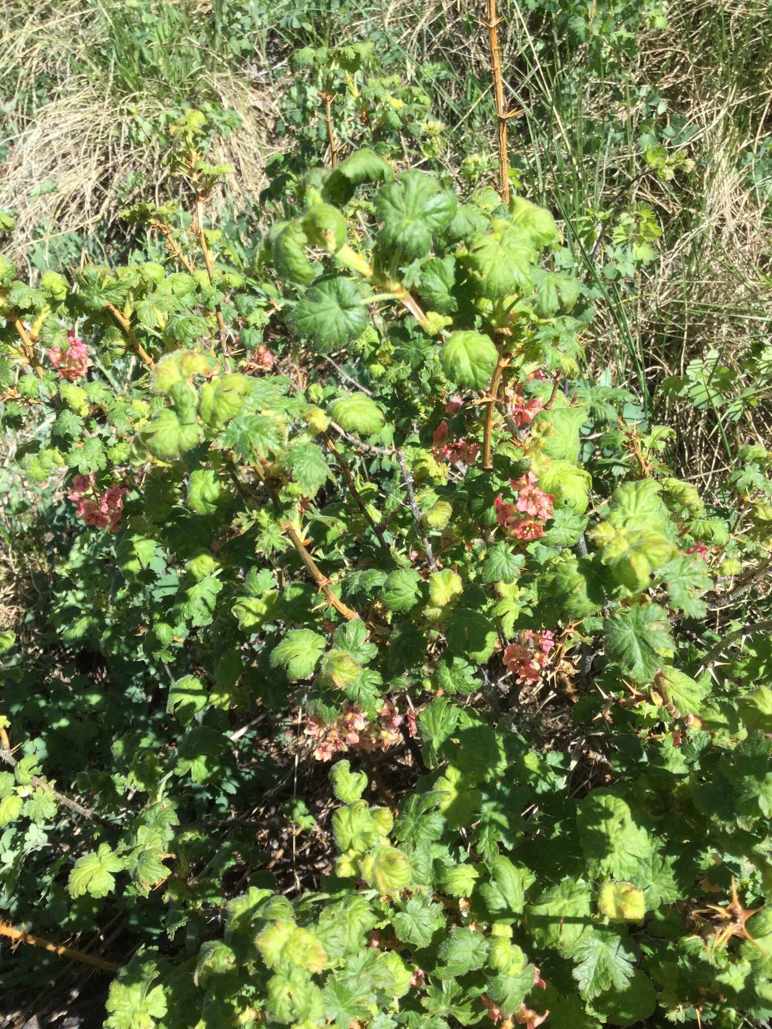 Ribes montigenum Mc Clatchie resmi