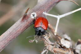 Image of <i>Chrysolina lucida</i>