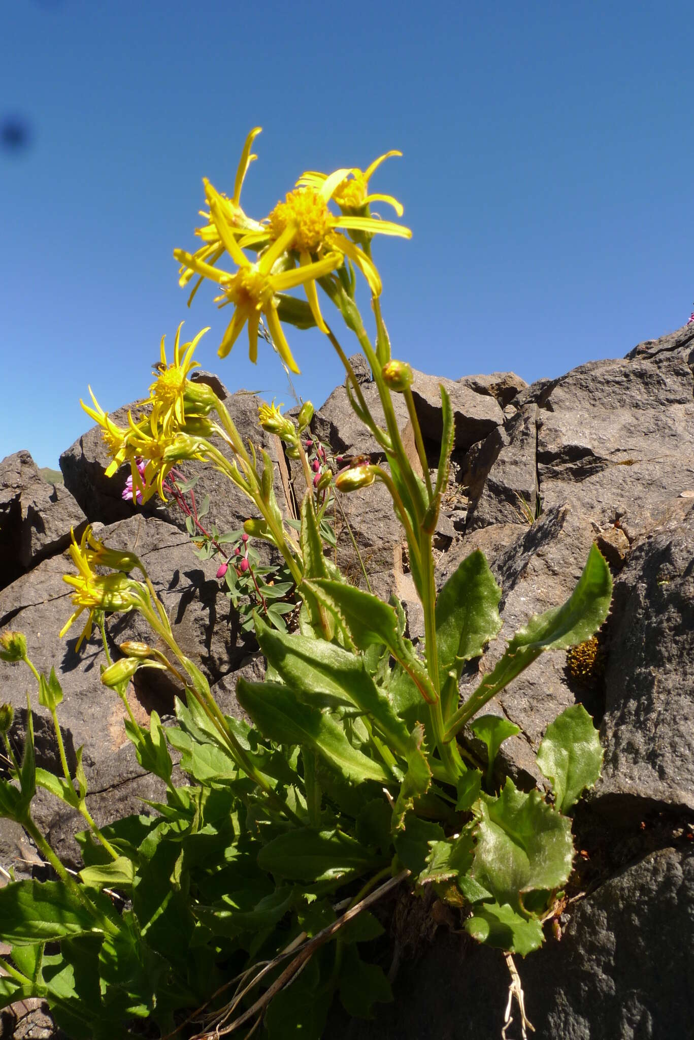 Image of Elmer's ragwort