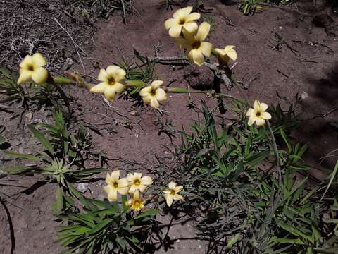 Sisyrinchium arenarium Poepp.的圖片