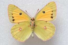 Image of Colias fieldii Ménétriès 1855