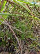 Image of Rough False Hedge-Nettle