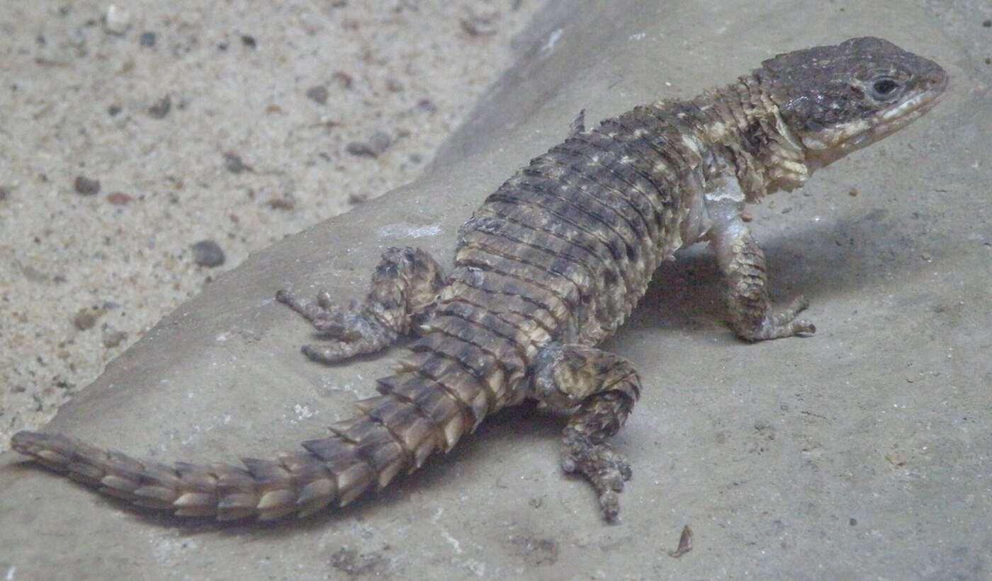 Image of Limpopo Girdled Lizard