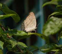 Image of Grey Pansy Butterfly