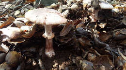 Image of Amanita novinupta Tulloss & J. Lindgr. 1994