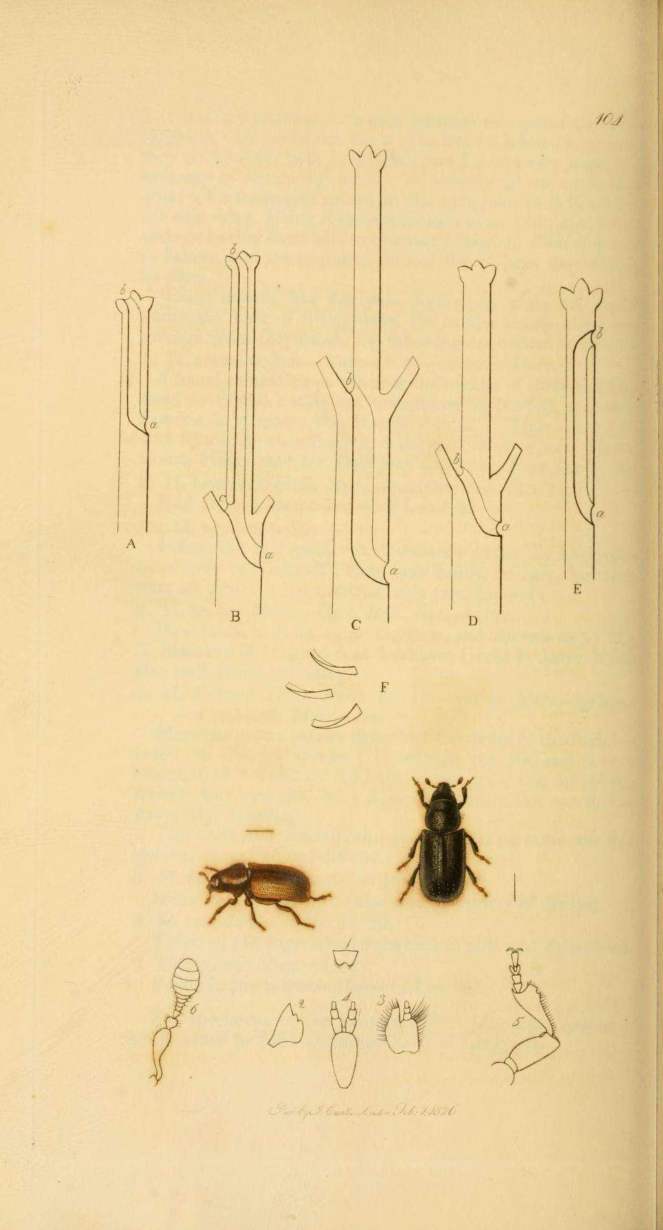 Image of Common pine shoot beetle