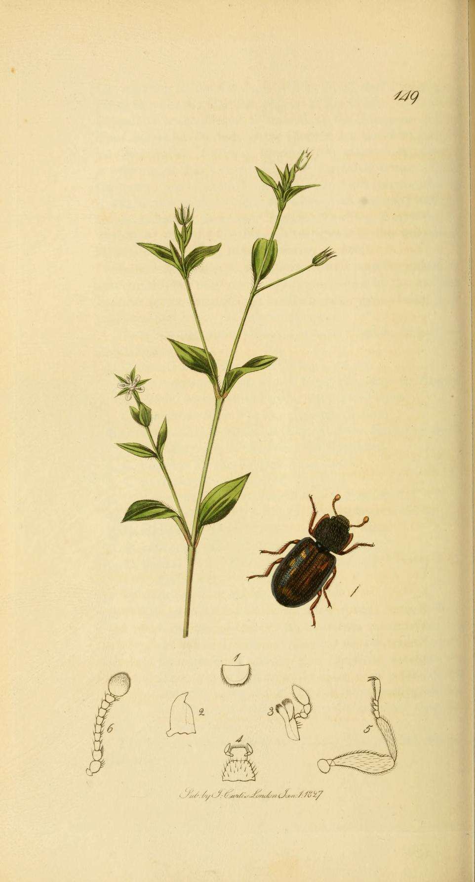 Слика од Moehringia trinervia (L.) Clairv.