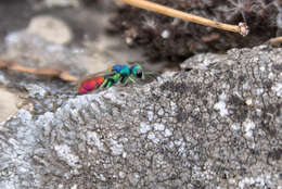 <i>Chrysis scutellaris</i> resmi