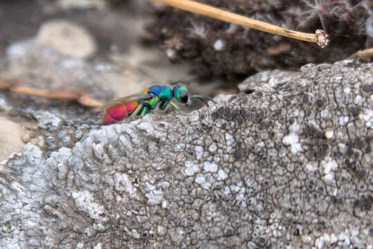 Image of <i>Chrysis scutellaris</i>