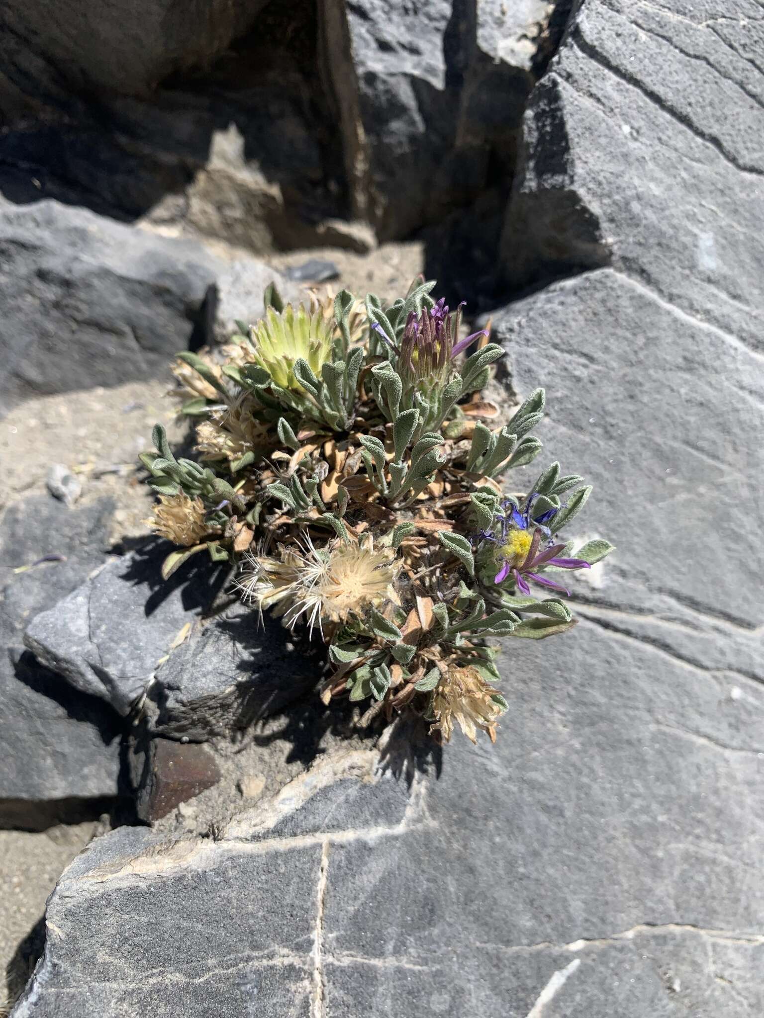 Image of Wyoming Townsend daisy