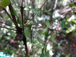 Image of Coffea buxifolia A. Chev.