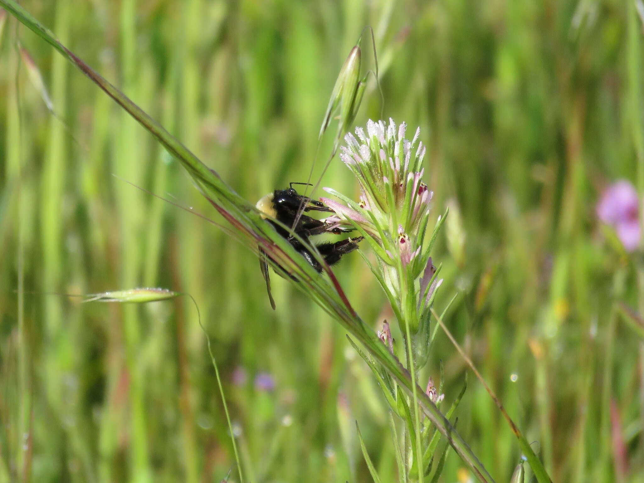 Image of California Bumble Bee