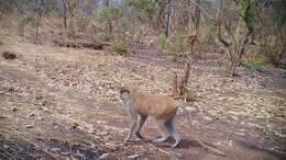 Image of Patas Monkey