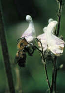 Image of Bombus consobrinus Dahlbom 1832