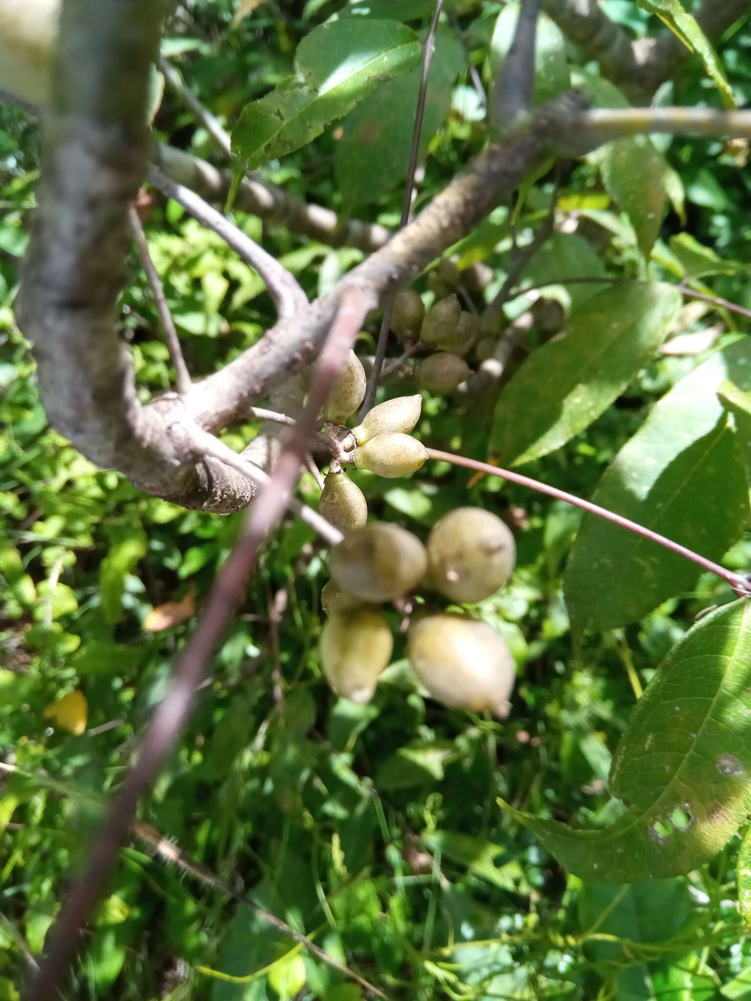 Sivun Commiphora pervilleana Engl. kuva